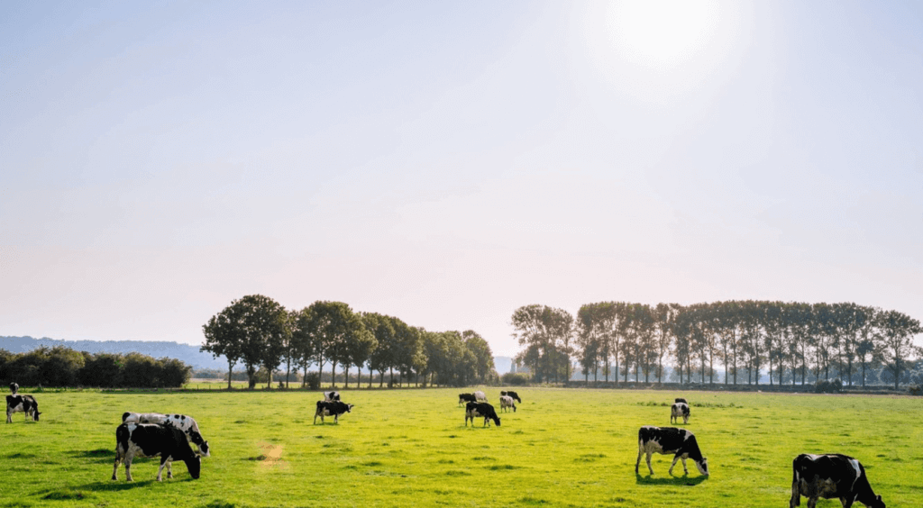 Crop - Farmers-News-Australian-Canola-Yield-Record