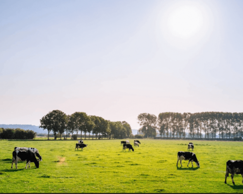Crop - Farmers-News-Australian-Canola-Yield-Record