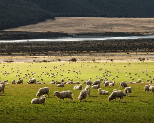 crop-case-studies-wool-industry